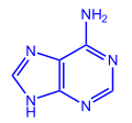 Adeniinin kemiallinen rakenne. Atomit on värjätty seuraavasti: hiili harmaa, typpi sininen, vety valkoinen