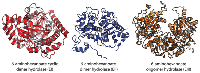 Tiedosto:EI-III hydrolases 001.png